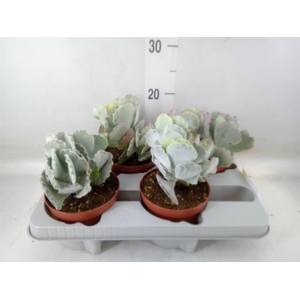 Aeonium arboreum 'Velours'