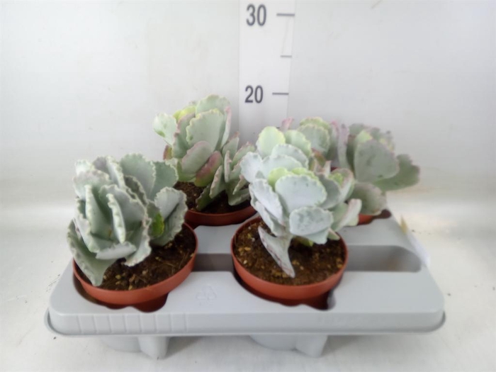 <h4>Aeonium arboreum 'Velours'</h4>