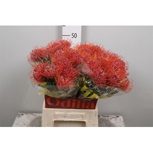 Leuco Scarlet Ribbon