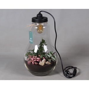 Glas Terrarium XXL helder met verlichting met Arrangement