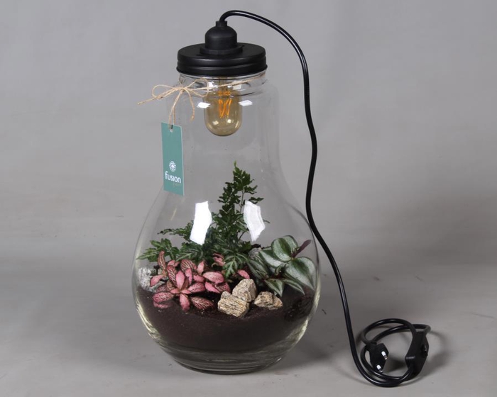 <h4>Glas Terrarium XXL helder met verlichting met Arrangement</h4>