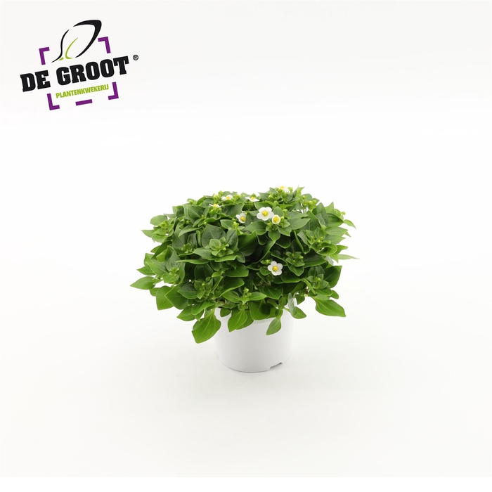 <h4>Exacum affine 'White Star'</h4>