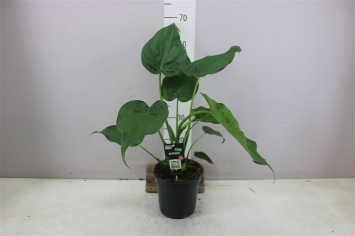 <h4>Alocasia Cucullata A2</h4>