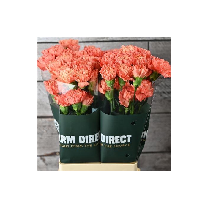 <h4>Di St Happy Soleado</h4>