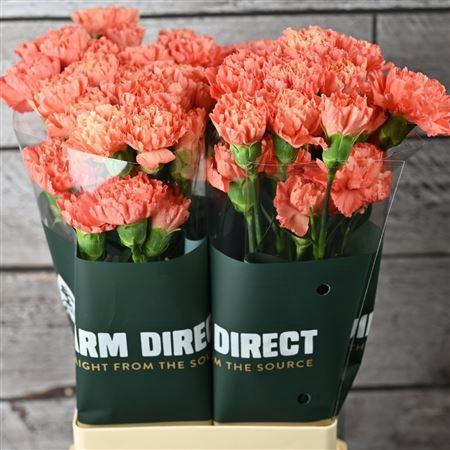 <h4>Di St Happy Soleado</h4>