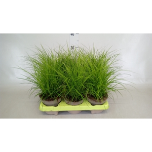 Carex brunnea