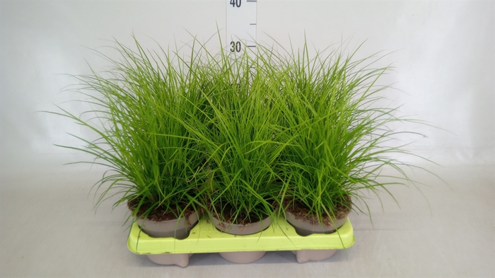 <h4>Carex brunnea</h4>