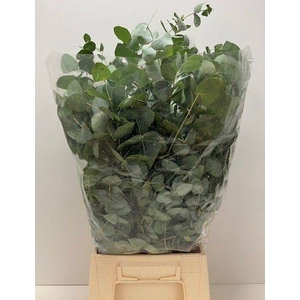 EUC CINEREA BUND 200gr