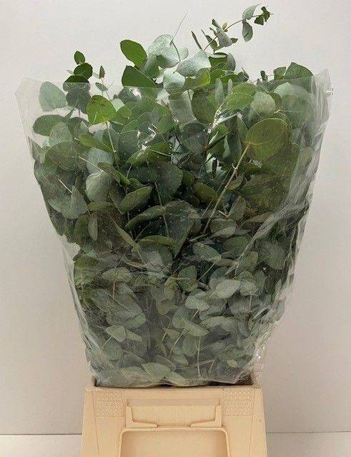 <h4>EUC CINEREA BUND 200gr</h4>