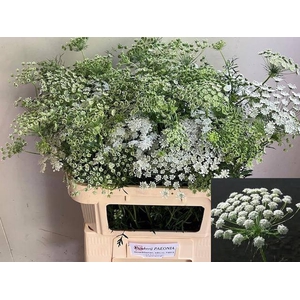AMMI MAJUS
