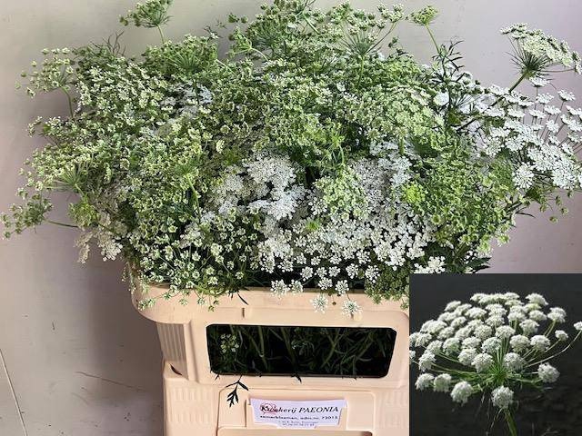 <h4>AMMI MAJUS</h4>