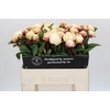 Paeonia Dr F.G. Brethour