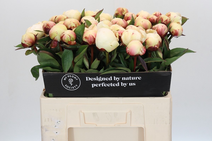 Paeonia Dr F.G. Brethour