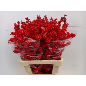 Ilex verticillata brit buys