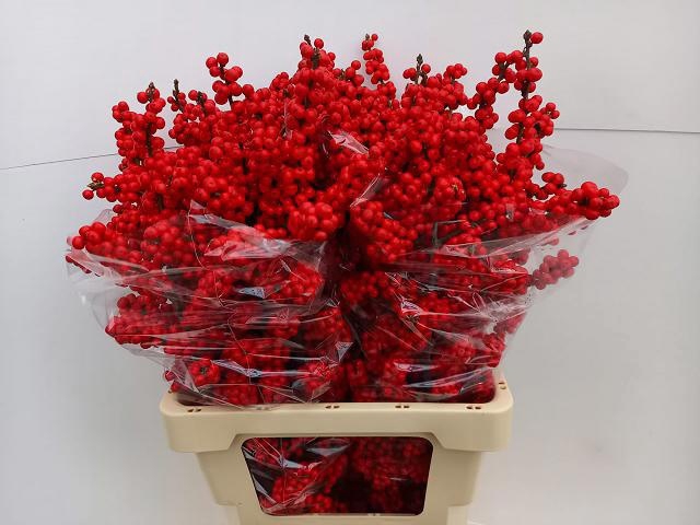 <h4>Ilex verticillata brit buys</h4>