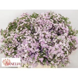 Chamelaucium Un Dancing Queen 40cm 25gr