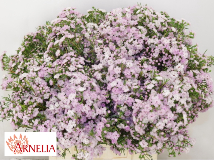 <h4>Chamelaucium Un Dancing Queen 40cm 25gr</h4>