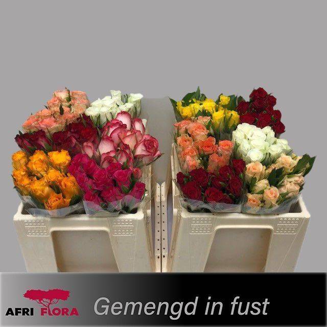 <h4>R KL GEM IN FUST SALE !!</h4>