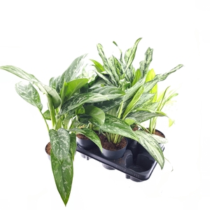 Aglaonema mix 14Ø 45cm 2pp