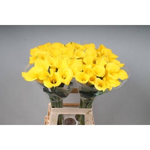 Calla Sunny Art Kallaland