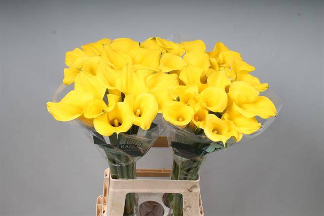 <h4>Calla Sunny Art Kallaland</h4>