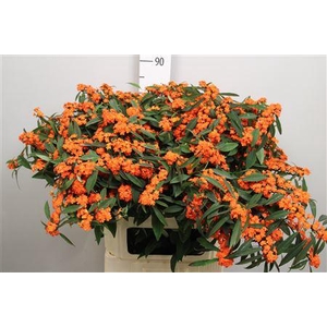 Euph F T Queen Orang