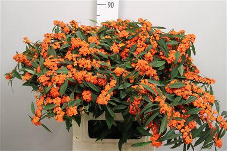 <h4>Euph F T Queen Orang</h4>