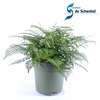 Asplenium Parvati