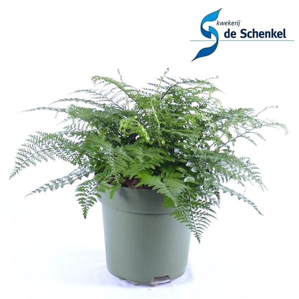 <h4>Asplenium Parvati</h4>