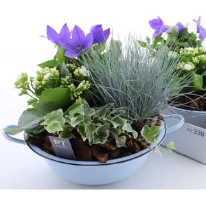 ARR TUINPLANTEN