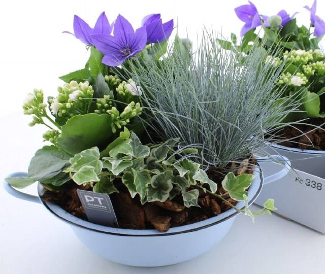 <h4>ARR TUINPLANTEN</h4>