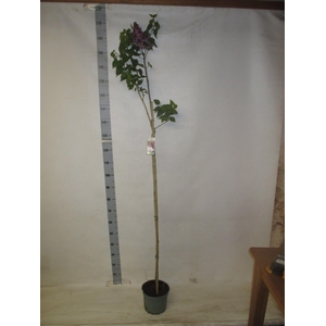 SYRI V BELLE DE NANC