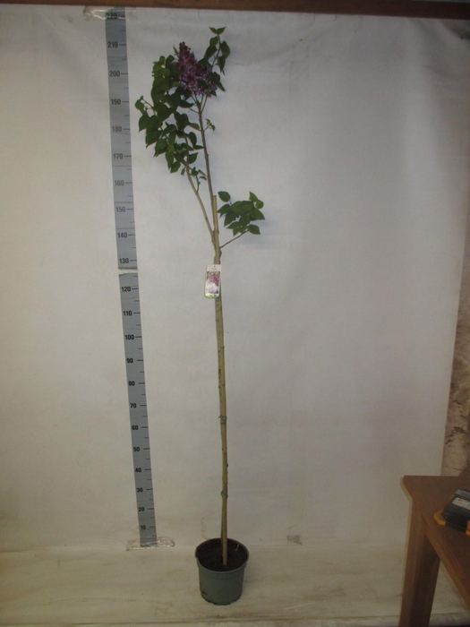 <h4>SYRI V BELLE DE NANC</h4>