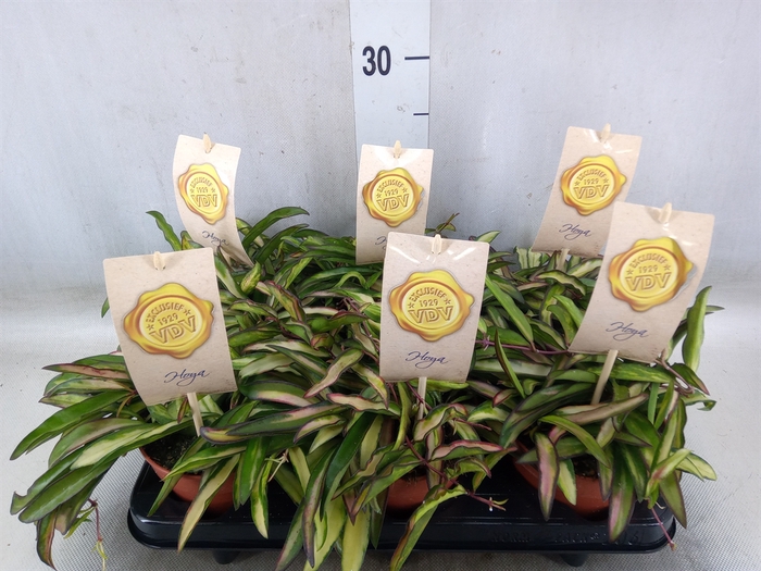 <h4>Hoya wayetii 'Tricolor'</h4>