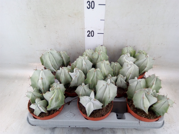 <h4>Cereus   ...</h4>