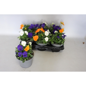 Viola cornuta 13 cm Mix 1 Orange-Blue-White