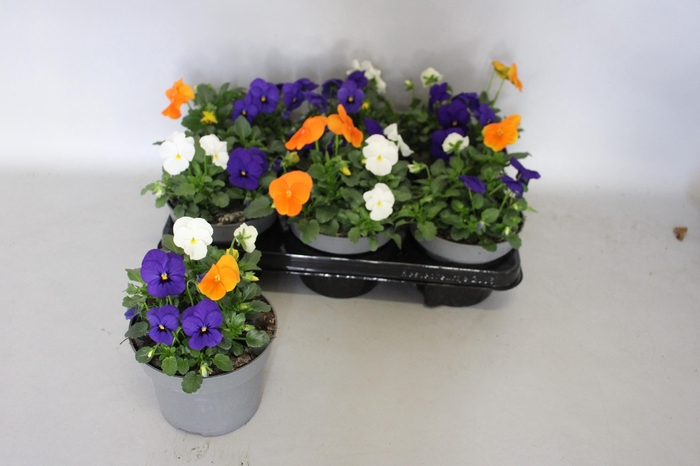 <h4>Viola cornuta 13 cm Mix 1 Orange-Blue-White</h4>