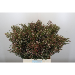 Chamelaucium My Sweet 16