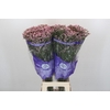 Limonium Pink Diamond