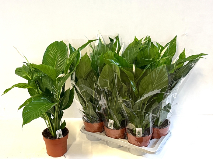 <h4>SPATH SWEET SILVIO</h4>