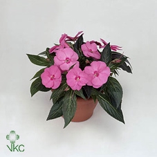 IMPAT CELE PINK