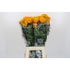 Tagetes Marigold Promise Orange