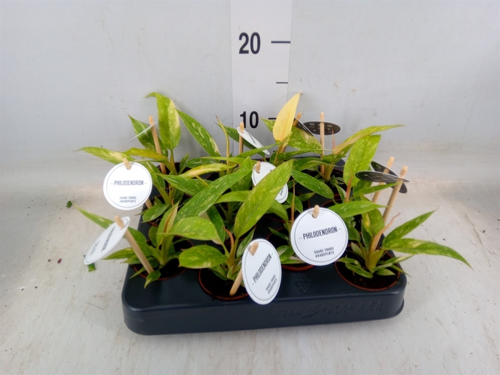 <h4>Macodes petola</h4>