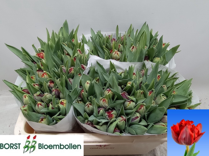 <h4>TU DU RED PRINCESS</h4>