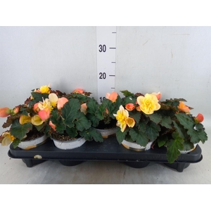 Begonia boliv. 'Angel Orange'