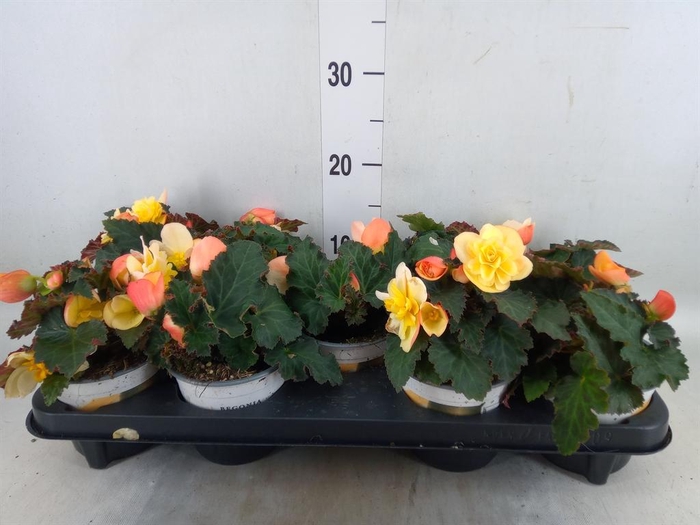 <h4>Begonia boliv. 'Angel Orange'</h4>
