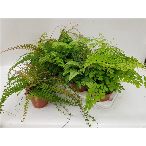 <h4>Adiantum Gemengd</h4>