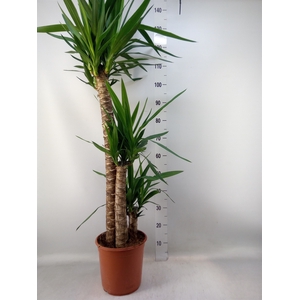 Yucca   ...