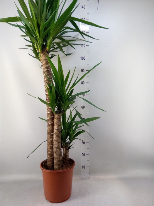 <h4>Yucca   ...</h4>