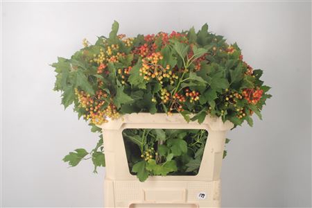 <h4>Viburnum Op Compactum</h4>
